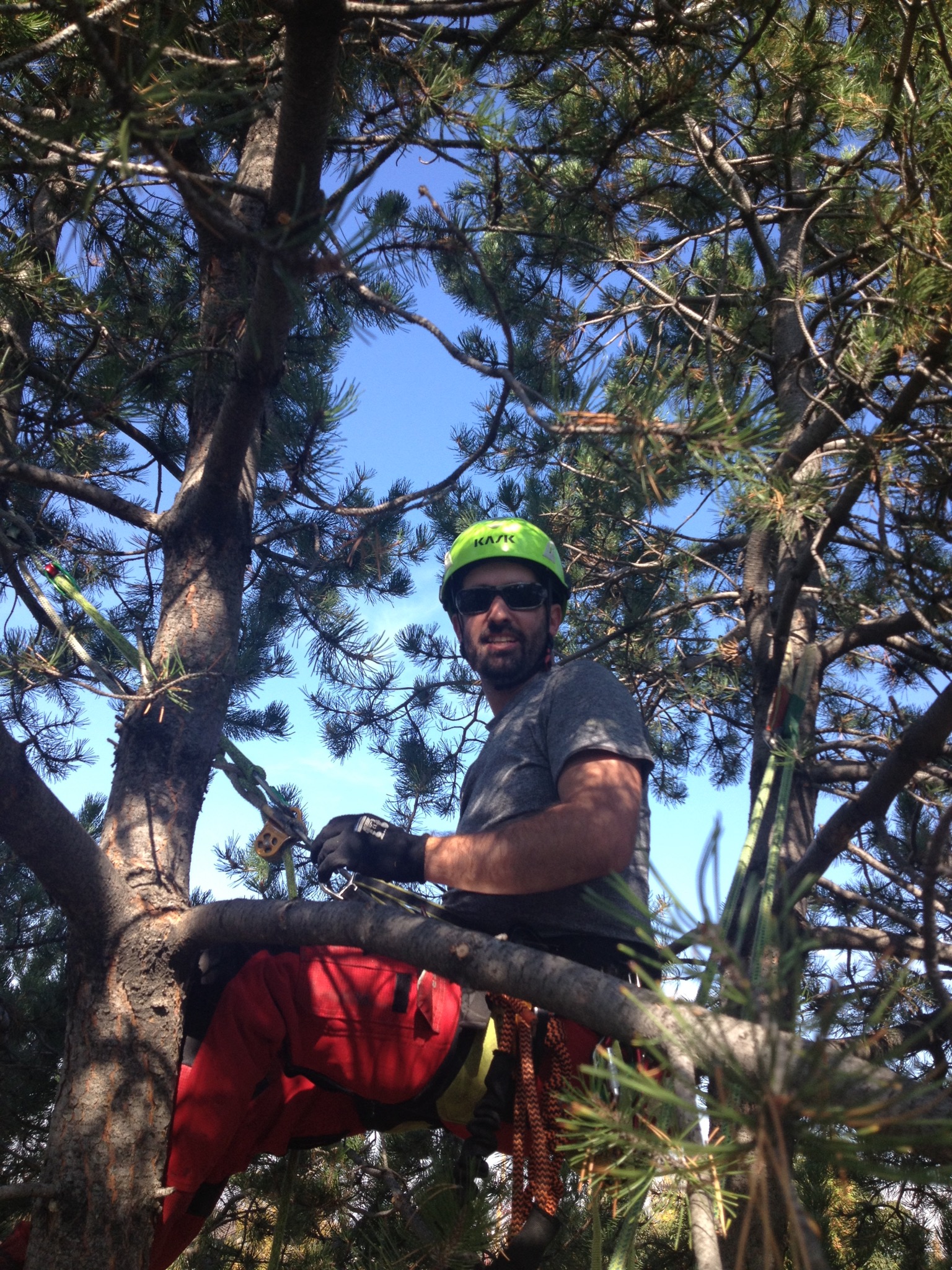 Calgary Arborist Urban Canopy Tree Solutions Inc. About Us